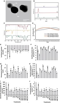 BioClay nanosheets infused with GA3 ameliorate the combined stress of hexachlorobenzene and temperature extremes in Brassica alboglabra plants